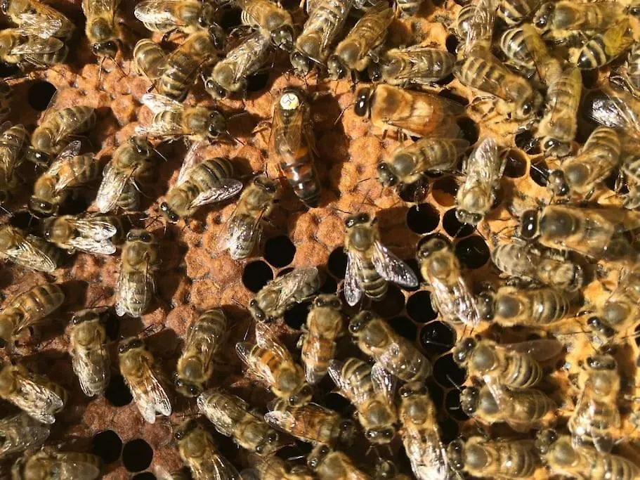 Apartamento Agriturismo Il Sorbino - Appartamento Da Cocca Pian d'Alma