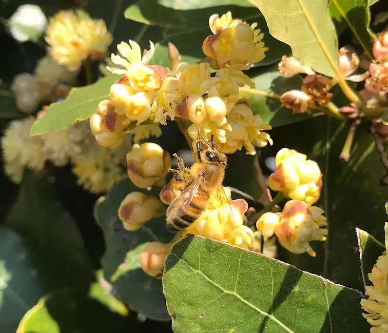 Agriturismo Il Sorbino - Appartamento Da Cocca Pian d'Alma 0*,  Itália
