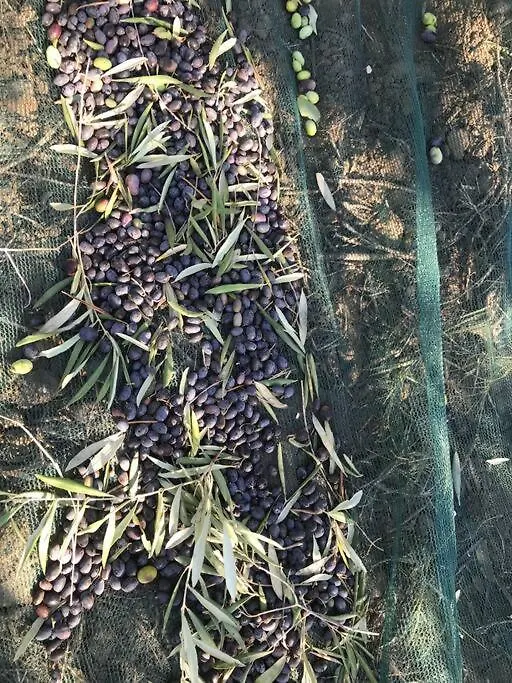 Agriturismo Il Sorbino - Appartamento Da Cocca Pian d'Alma