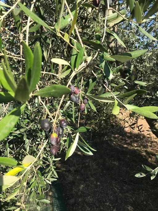 Agriturismo Il Sorbino - Appartamento Da Cocca Pian d'Alma